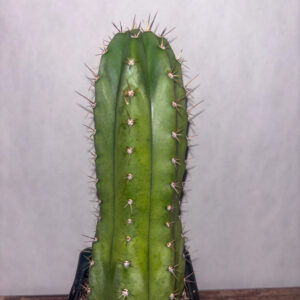 San Pedro Cactus, Bridgesii Pacific