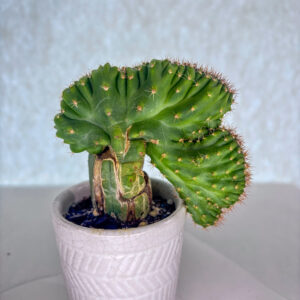 TPC Grafted Onto Pachanoi, Crested San Pedro Cactus