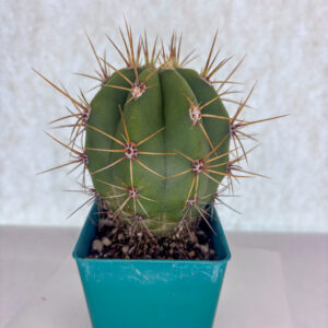 Leucostele terscheckii, Argentine Saguaro, San Pedro Cactus
